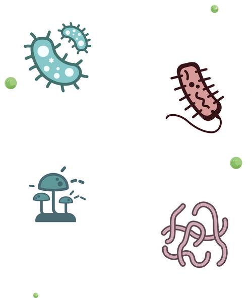 Understanding Soil Microbes