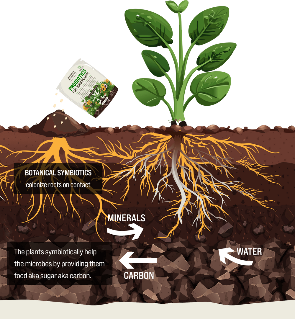 What are Botanical Symbiotics?